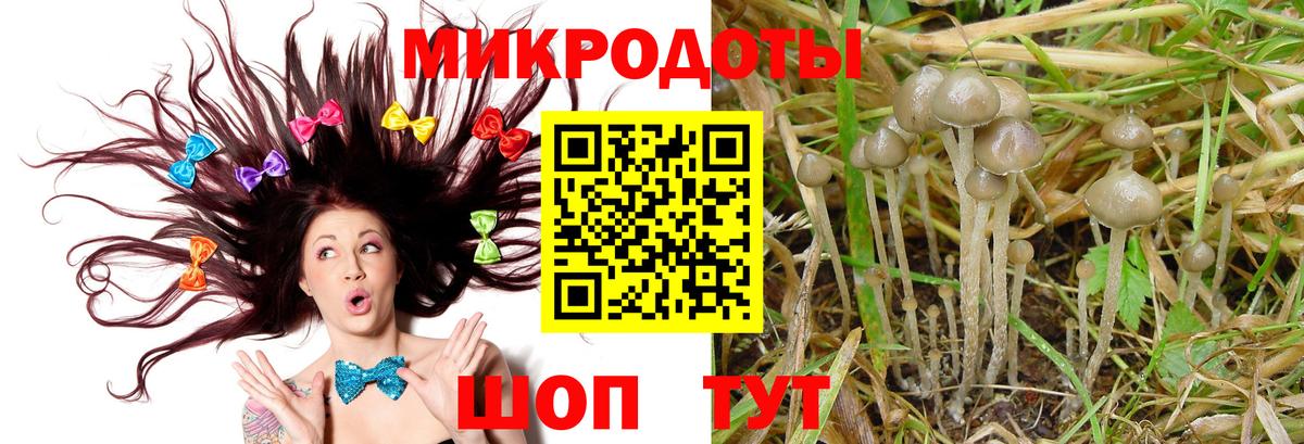 Псилоцибиновые грибы Psilocybine cubensis Магадан